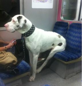 dog-on-train.Steve-Dale-dogs-on-Metra[1]